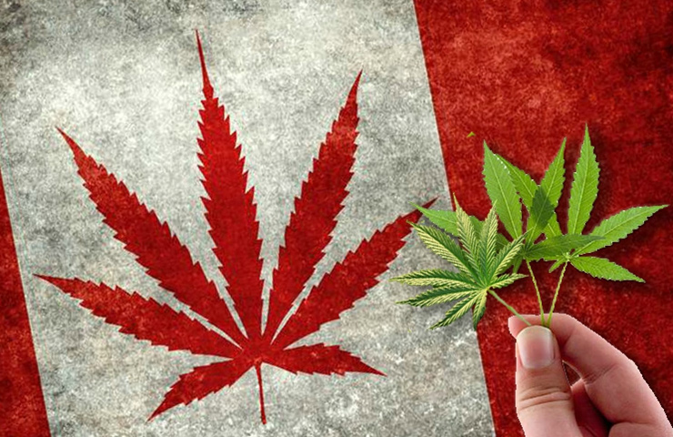 Canadian Flag with Marijuana Leaf